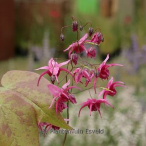 Epimedium 'Royal Purple'