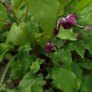 Epimedium grandiflorum 'Rubinkrone'