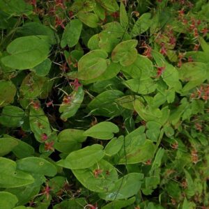 Epimedium omeiense 'Akame'