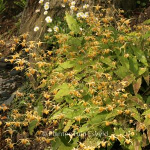 Epimedium pubigerum 'Orangekoenigin'