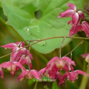 Epimedium rubrum