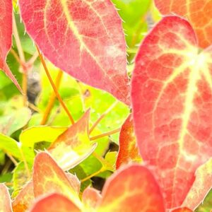 Epimedium versicolor 'Cupreum'