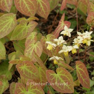 Epimedium versicolor 'Sulphureum'