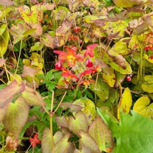 Epimedium warleyense