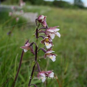 Epipactis palustris