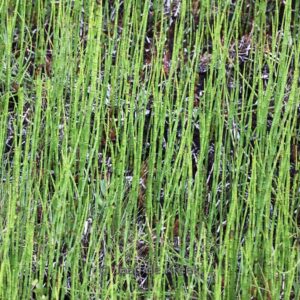 Equisetum hyemale