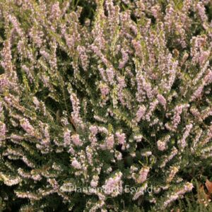 Erica darleyensis 'Darley Dale'