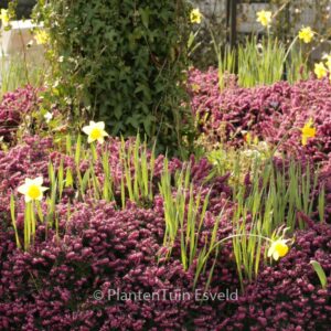 Erica darleyensis 'Kramer's Rote'