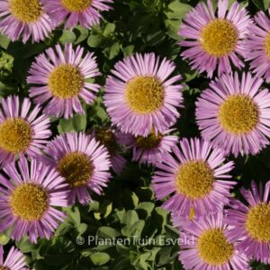 Erigeron 'Rosa Juwel'