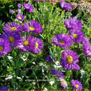 Erigeron 'Sommerabend'
