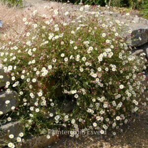 Erigeron karvinskianus