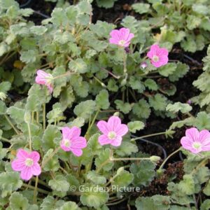Erodium variabile 'Bishop's Form'