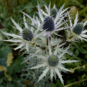 Eryngium 'Big Blue'