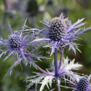 Eryngium bourgatii
