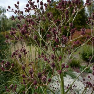 Eryngium pandanifolium 'Physic Purple'