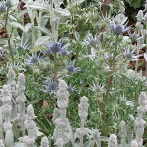 Eryngium planum 'Blaukappe'