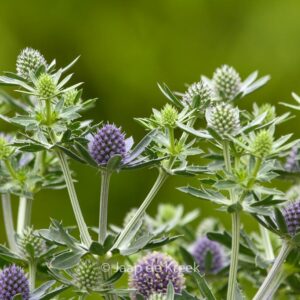 Eryngium planum 'Blue Hobbit'