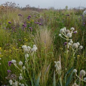 Eryngium yuccifolium