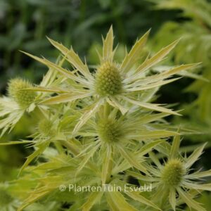 Eryngium zabelii 'Neptunes Gold'