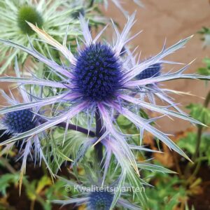 Eryngium zabelii 'Violetta'