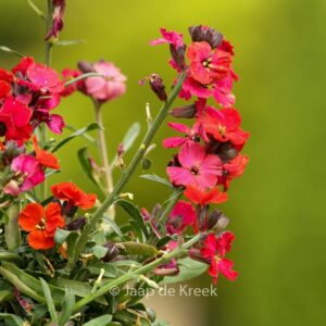 Erysimum 'Red Jep'
