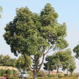 Eucalyptus citriodora