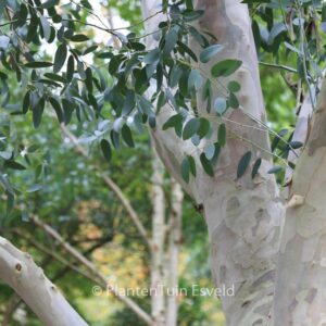 Eucalyptus pauciflora debeuzevillei