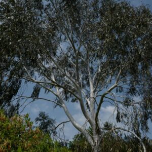 Eucalyptus pauciflora niphophila
