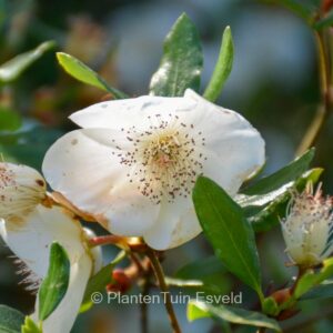 Eucryphia intermedia 'Rostrevor'