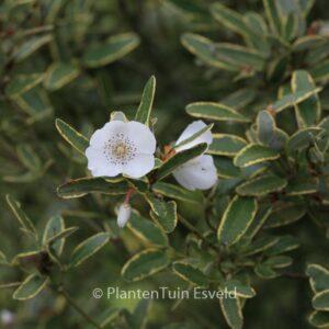 Eucryphia lucida 'Gilt Edge'