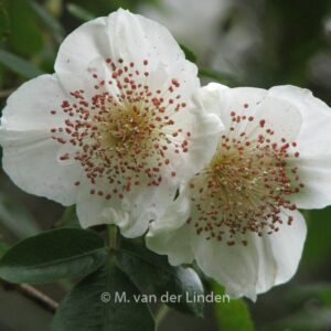 Eucryphia nymansensis 'Nymansay'