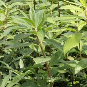 Euonymus alatus 'Blade Runner'