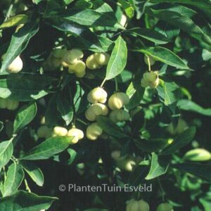 Euonymus europaeus 'Albus'