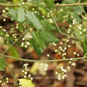 Euonymus fortunei 'Coloratus'