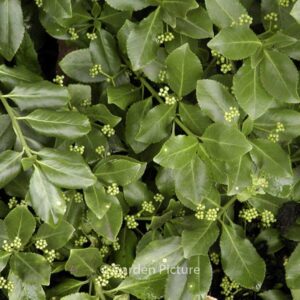 Euonymus fortunei 'Dart's Blanket'