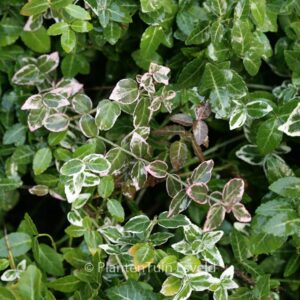 Euonymus fortunei 'Emerald Gaiety'