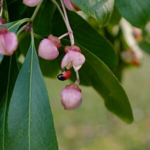 Euonymus grandiflorus f. salificolius
