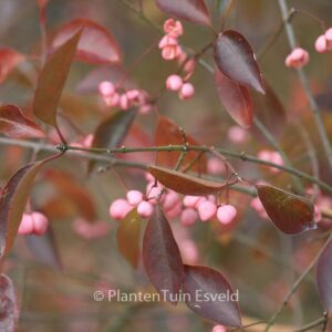 Euonymus hamiltonianus 'Indian Summer'