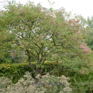 Euonymus hamiltonianus 'Rising Sun'