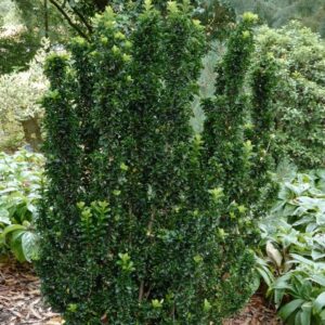 Euonymus japonicus 'Green Rocket'