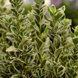 Euonymus japonicus 'White Spire'