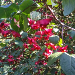 Euonymus macropterus 'Mount Fuji'