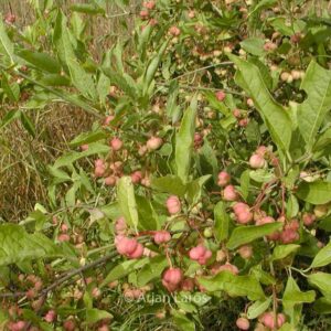 Euonymus nanus turkestanicus