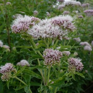 Eupatorium cannabinum