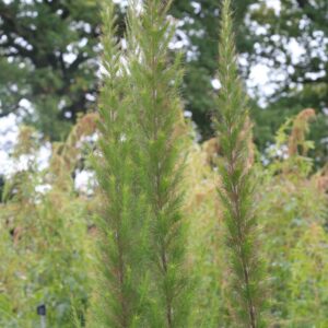 Eupatorium cappillifolium 'Elegant Plume'