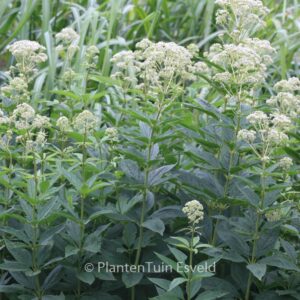 Eupatorium fistulosum 'Bartered Bride'