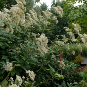 Eupatorium maculatum 'Album'