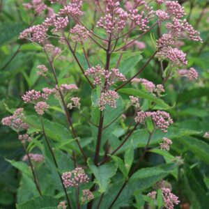 Eupatorium maculatum 'Phantom'