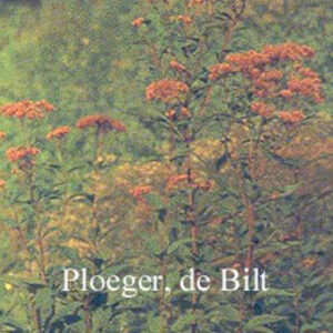 Eupatorium purpureum