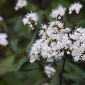 Eupatorium rugosum 'Chocolate'